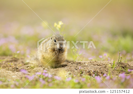 European Ground Squirrel, Spermophilus citellus, eat the seed in the green grass during spring. Czech Republic. Wildlife scene from nature. European souslik on meadow. European Ground Squirrel, Spermophilus citellus, eat the seed in the green grass during spring. Czech Republic. Wildlife scene from nature. European souslik on meadow. 125157412