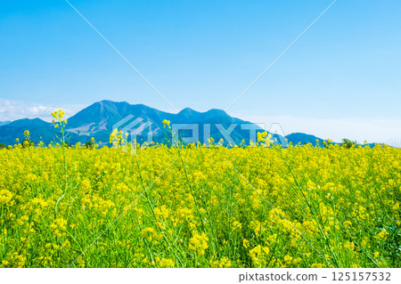 Iiyama City Tokiwa Rapeseed Flower Field 125157532