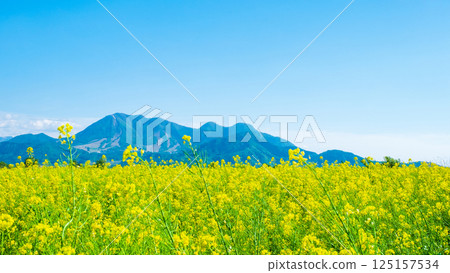 飯山市/常盤油菜田 飯山市/常盤油菜田 125157534