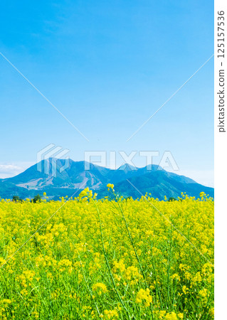 Iiyama City Tokiwa Rapeseed Flower Field 125157536