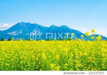 Iiyama City Tokiwa Rapeseed Flower Field 125157537