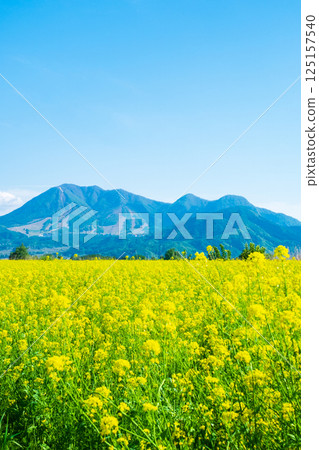 Iiyama City Tokiwa Rapeseed Flower Field Iiyama City Tokiwa Rapeseed Flower Field 125157540