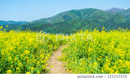 Iiyama City Tokiwa Rapeseed Flower Field 125157570