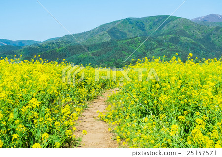 Iiyama City Tokiwa Rapeseed Flower Field Iiyama City Tokiwa Rapeseed Flower Field 125157571