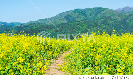 Iiyama City Tokiwa Rapeseed Flower Field Iiyama City Tokiwa Rapeseed Flower Field 125157572