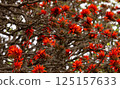 Deigo 125157633