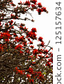 Deigo 125157634