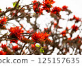 Deigo 125157635