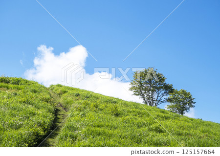 初夏、新綠、生態形象(大山京都) 初夏、新綠、生態形象(大山京都) 125157664