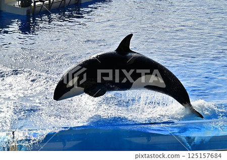 Killer whale to jump 125157684