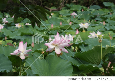 The restored Sasayama Castle, which won the Japan Nature Conservation Award The restored Sasayama Castle, which won the Japan Nature Conservation Award 125157689