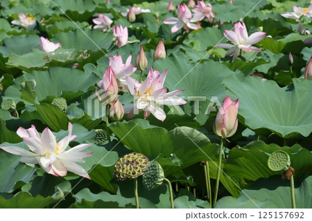 修復後的篠山城“蓮八”，榮獲日本自然保護獎 125157692