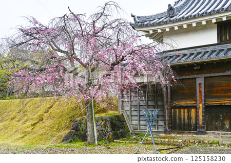 西尾市歷史公園：銅門與櫻花 125158230