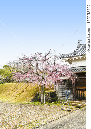 西尾市歷史公園：銅門與櫻花 125158232
