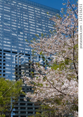 An urban building with fresh greenery and cherry blossoms in full bloom 125158251