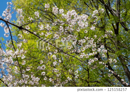 櫻花盛開,綠意盎然 櫻花盛開,綠意盎然 125158257