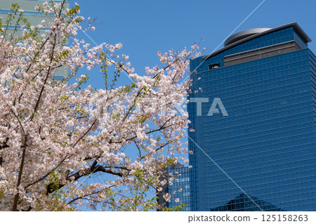 City buildings with cherry blossoms in full bloom 125158263