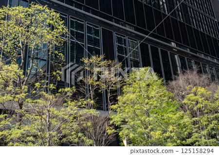 A view of skyscrapers in an office district with fresh greenery 125158294