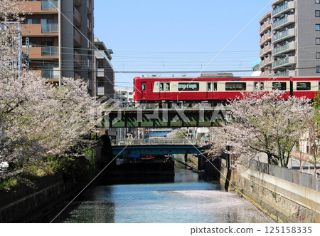 櫻花與京急1890系列列車，京急唯一設有衛浴的車廂，神奈川縣橫濱市 125158335