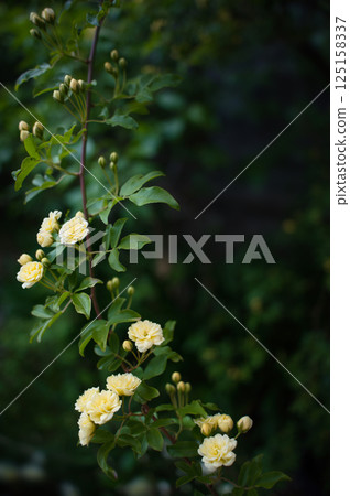 Yellow mock butter flower 125158337