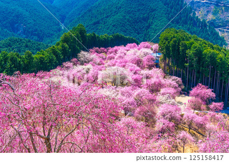 Yoshino Thousand Weeping Cherry Trees Takami Village 125158417