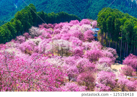 Yoshino Thousand Weeping Cherry Trees Takami Village Yoshino Thousand Weeping Cherry Trees Takami Village 125158418