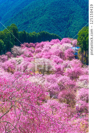 吉野千枝櫻花高見村 125158419