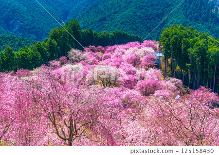 Yoshino Thousand Weeping Cherry Trees Takami Village 125158430