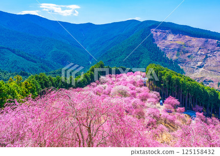 Yoshino Thousand Weeping Cherry Trees Takami Village 125158432