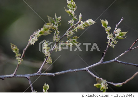 New leaves of Enoki, a deciduous broadleaf tree of the Cannabaceae family 125158442
