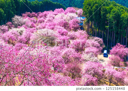 Yoshino Thousand Weeping Cherry Trees Takami Village 125158448