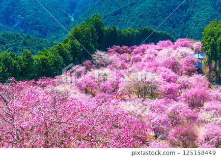 吉野千枝櫻花高見村 125158449