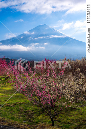 清晨陽光下的梅園與富士山 125158453