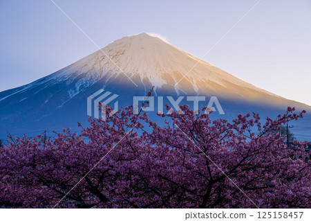 朝陽下的富士山和樹蔭下的河津櫻花 朝陽下的富士山和樹蔭下的河津櫻花 125158457