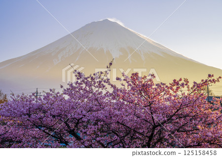 Mount Fuji and Kawazu cherry blossoms in the morning light Mount Fuji and Kawazu cherry blossoms in the morning light 125158458