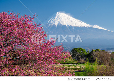 Okamezakura and clear skies over Mount Fuji Okamezakura and clear skies over Mount Fuji 125158459