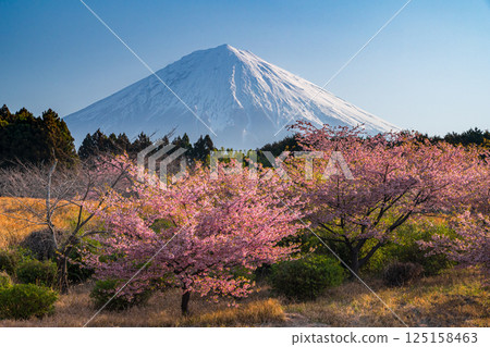 Kawazu cherry blossoms and Mt. Fuji from the Taisekiji garden in the morning 125158463
