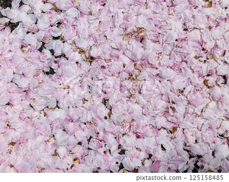 Cherry blossom petals Cherry blossom petals 125158485