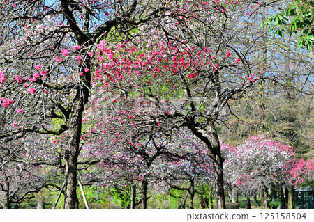 盛開的桃花，城山公園，春天的景色，桶川市 125158504
