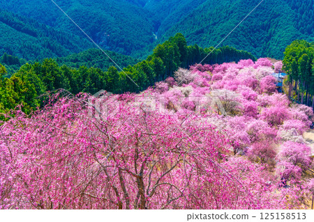 吉野千枝櫻花高見村 125158513