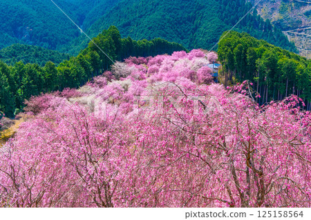 吉野千枝櫻花高見村 125158564