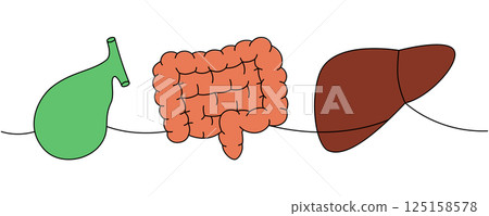 Set of human organ one line colored continuous drawing. Gallbladder, intestines, liver continuous one line illustration. Set of human organ one line colored continuous drawing. Gallbladder, intestines, liver continuous one line illustration. 125158578