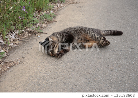 Tabby cat playing on the roadside 125158608