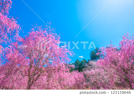 吉野縣高見村的垂枝櫻花 125158646