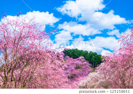 Weeping cherry blossoms in Takami Village, Yoshino Weeping cherry blossoms in Takami Village, Yoshino 125158651