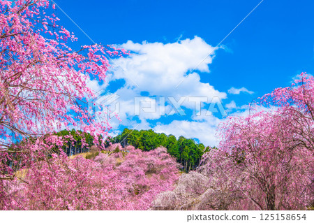 吉野縣高見村的垂枝櫻花 125158654