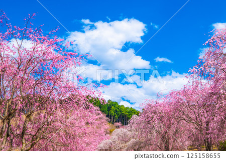 Weeping cherry blossoms in Takami Village, Yoshino 125158655
