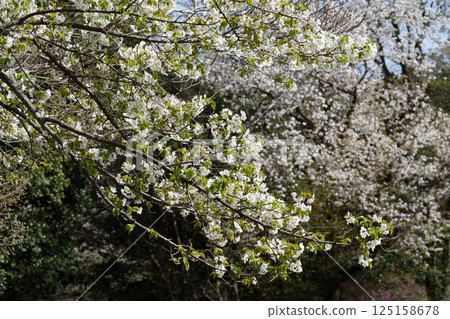 大島櫻花是日本特有種，是薔薇科櫻花屬的基本野生種。 125158678
