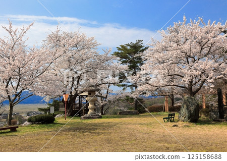 Oyama Park - Cherry blossoms at Oura Castle ruins 125158688