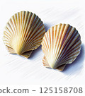 白貝殼 125158708